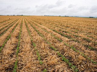 Soybeans sprouting in cereal rye and corn residue, regenerative agriculture