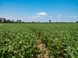 Fototapeta na wymiar Soybeans growing in cereal rye cover crop, regenerative agriculture