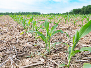 Corn growing in cereal rye cover crop residue, regenerative agriculture