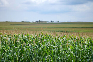 Large corn field with close focus