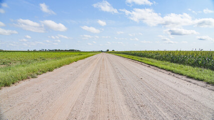 Corn fields next to a road on a sunny day