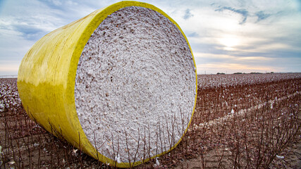 Cotton bale in no-till field