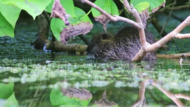 Swimming nutria muskrat beaver rat or river rat in garden pond or lake looking for food at water surface as invasive species in european waters with beever teeth grooming and eating in water as rodent