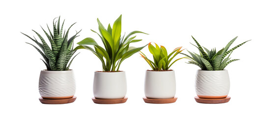 Set of plants in ceramic pots. Decoration plants. Fresh agriculture. Front view. Isolated on Transparent background.

