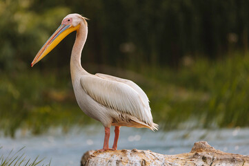 A majestic white bird perched on a log in the scenic Danube Delta Danube Delta wild life birds