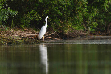 A graceful white bird standing in the tranquil waters of the Danube Delta Danube Delta wild life birds