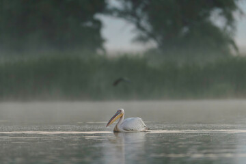 A pelican gracefully floating on the tranquil waters of the foggy Danube Delta Danube Delta wild life birds