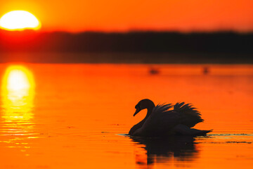 A graceful swan gliding through the golden waters at sunset in the enchanting Danube Delta Danube Delta wild life birds