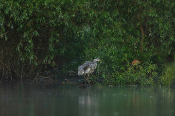 A bird perched on a branch in the tranquil waters of the Danube Delta Danube Delta wild life birds