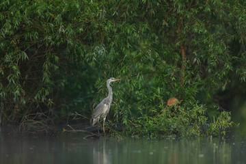A bird perched on a branch in the serene waters of the Danube Delta Danube Delta wild life birds