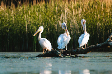 A group of pelicans perched on a log in the serene waters of the Danube Delta Danube Delta wild life birds