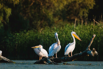 Pelicans perched on a tree branch in the Danube Delta Danube Delta wild life birds
