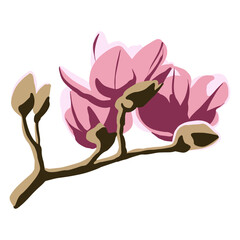 Magnolia flower vector color illustration