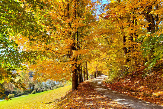 Country road through vibrant autumn maple leaves. Vermont fall countryside landscape.