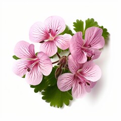 Geranium flower white background 