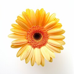 Daisy gerbera white background 
