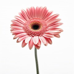 Gerbera daisy gerbera white background 