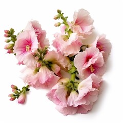 Hollyhock alcea white background 