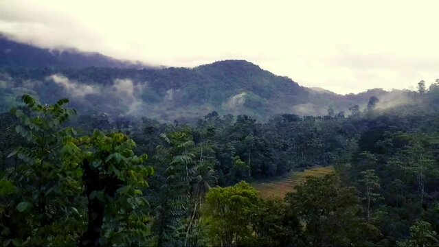 Rainy day at Sinharaja rain forest 