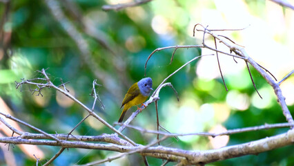bird on a branch