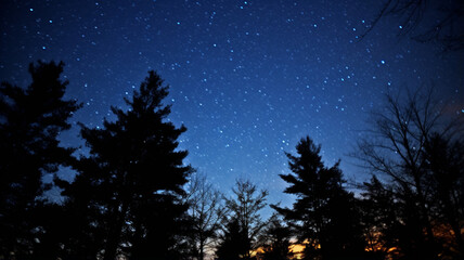 Fototapeta premium Night Sky with Stars and Silhouetted Trees