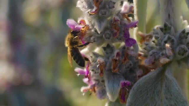 Close view of a bee collecting nectar from a large flower.