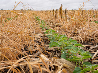 Regenerative agriculture, soybeans planted sprouting in corn residue and cereal rye