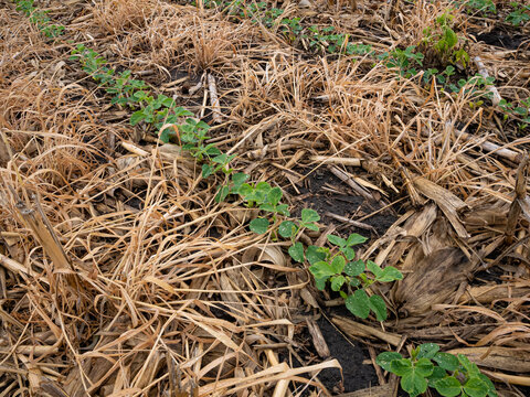 Regenerative agriculture, soybeans planted sprouting in corn residue and cereal rye.