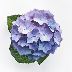 Hydrangea white background 