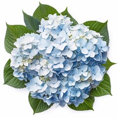 Hydrangea flower white background 