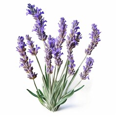 Lavender lavandula white background 