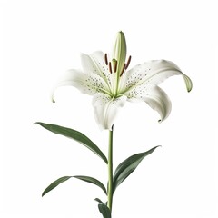 Lily lilium white background 