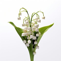 Lily of the valley convallaria majalis white background