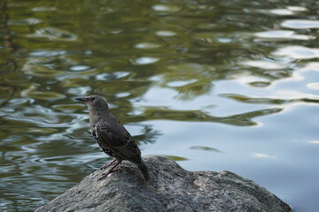 black bird near the river