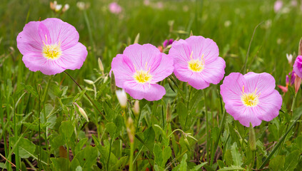 Fototapeta premium Oenothera speciosa is a species in the evening primrose family known by several common names, including pinkladies, pink evening primrose, showy evening primrose, Mexican primrose, and buttercups