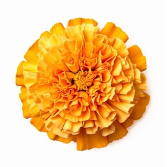 Marigold tagetes white background 