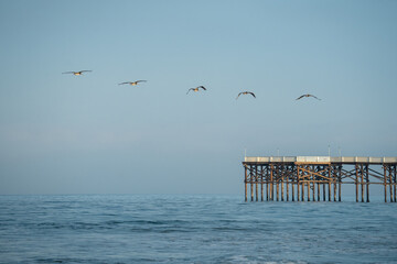 Five Pelicans and One Pier 