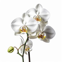 Orchid white background 