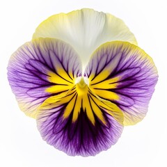 Pansy viola tricolor white background 
