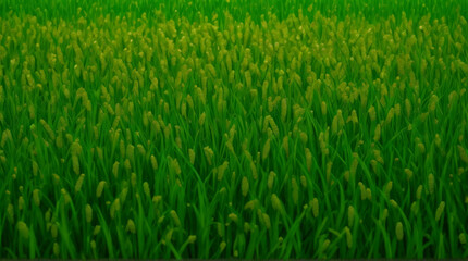 Obraz premium green grass background