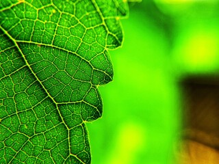 close up of green leaf