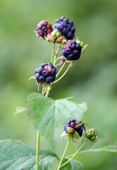 Berries ripen on a branch of common blackberry (Rubus caesius). - obrazy, fototapety, plakaty