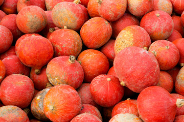 Pumpkins on the field
