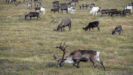 reindeer grazing in the foothills of the Urals in summer