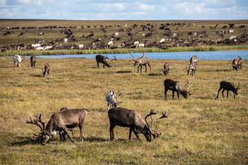 reindeer grazing in the foothills of the Urals in summer