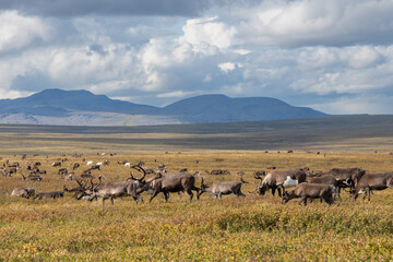 reindeer grazing in the foothills of the Urals in summer