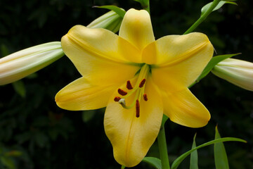 Yellow Easter Lily 03