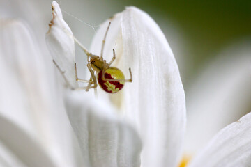 Candy Stripe Spider 03