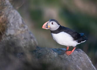 Atlantic puffin bird in Norway on a cliff