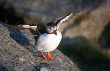 Atlantic puffin bird in Norway on a cliff